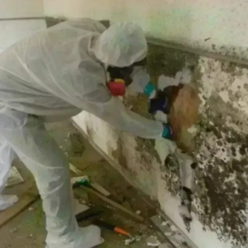 Mold Remediation and Removal in Delcambre, LA